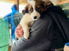 Aluna,Joey,Fussel,Romeo suchen ihr Für-immer-Zuhause