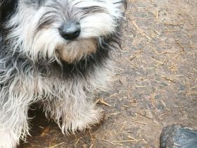 Juna, Falco, Leif suchen ihr Für-immer-Zuhause