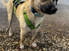 Jacky auf Pflegestelle in 94559 Niederwinkling sucht ihr Für-immer-Zuhause