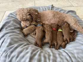 Zwergpudel Welpen red Männchen und Weibchen