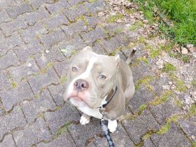 Rüde sucht neues Zuhause