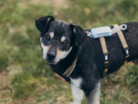 Idefix sucht eine aktive Familie