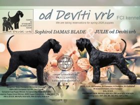 Knírač velký černý - štěňátka s rodokmenem