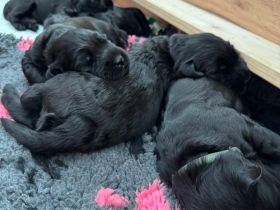 Knírač velký černý - štěňátka s rodokmenem
