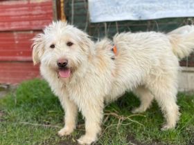 Kuschelige und lebensfrohe Coraline sucht Familienanschluss