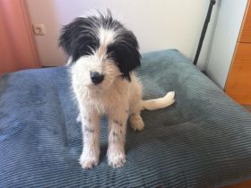 Ein kleines Herz Namens Rangy sucht