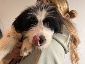 Ein kleines Herz Namens Rangy sucht