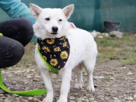 Ivory - treu und liebevoll