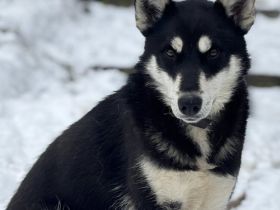 Arja sucht ein Zuhause bei aktiven Menschen