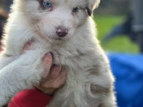 Australian Shepherd Rüde