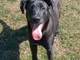 Aron, a.d.Tierschutz, sucht Happy-Home