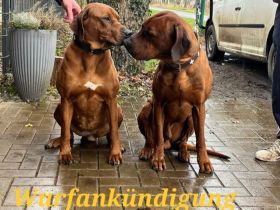 Wurfankündigung Rhodesian Ridgeback Red Wheaten Mitte Mai 2026