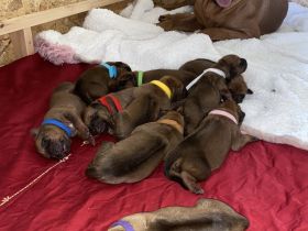 Rodesian Ridgeback Welpen