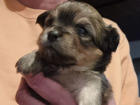 Billdschöne Chihuahua Welpen !