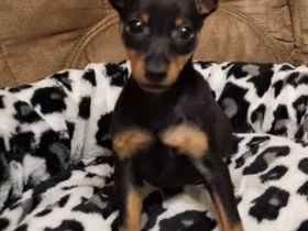 Zwerg Pinscher