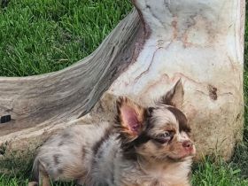 Wunderschöner Chihuahua Langhaar Welpe Rüde schoko Merle auszugbereit