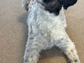 Kleinharlekinpudel-Havapoo-Babies gelandet