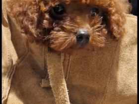 asiatischer Toypudel 6 Monate - Weibchen