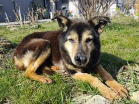 Alterswohnsitz für die sanfte Seniorin Georgina gesucht