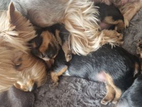 Yorkshire terrier Welpen