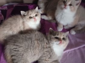 4 Süsse BKH Mädchen