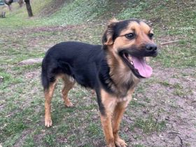 Lebenslustiger und kluger Stitch sucht Familienanschluss