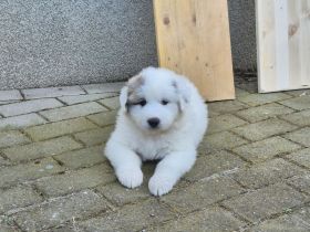 NUR NOCH 4 Pyrenäenberghundwelpen