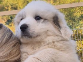 NUR NOCH 0/4 Pyrenäenberghundwelpen