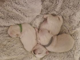 3 Zucker süsse weiße  chihuahuas
