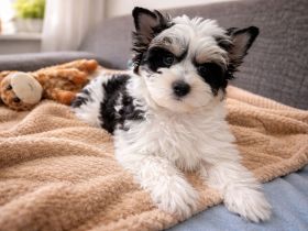 Biewer Terrier - Ein wunderschöner Rüde- reinrassig