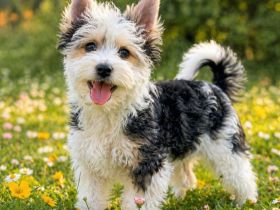 Biewer Terrier - reinrassig