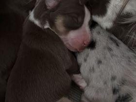 Miniatur Australien Shepard