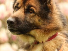 Barny sucht ein erfahrenes und strukturiertes Zuhause..