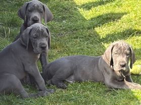 Deutsche Dogge Welpe in blau Reinrassig Hund