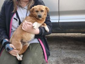 Zira sucht ihr Für-immer-Zuhause