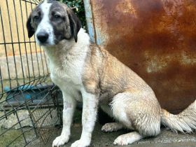 Jara sucht ihr Für-immer-Zuhause