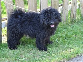 Puli