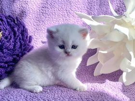 BKH Chinchilla Kitten mit Stammbaum