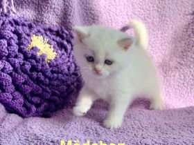 BKH Chinchilla Kitten mit Stammbaum