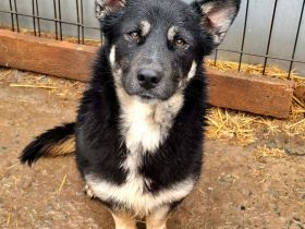 Jax sucht sein Für-immer-Zuhause