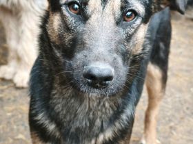 Pepsi sucht ihr Für-immer-Zuhause