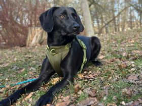 Juni in 13156 Berlin sucht ihr Für-immer-Zuhause