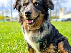 Bilbo auf Pflegestelle in 55411 Bingen sucht sein Für-immer-Zuhause