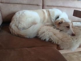 Albus sucht seinen sicheren Hafen