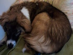 Wer schenkt dem tollen Grady sein Herz?