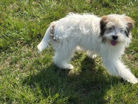 Benji sucht ein Zuhause