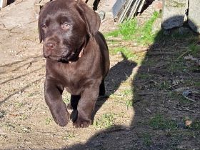 Labrador Welpen, liebevolle Familienaufzucht, mit Ahnentafel, abgabebereit
