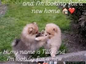 Pomeraninan puppies