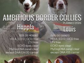 Border Collie Welpen