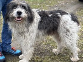 Ausgeglichener und freundlicher Flash sucht Zuhause